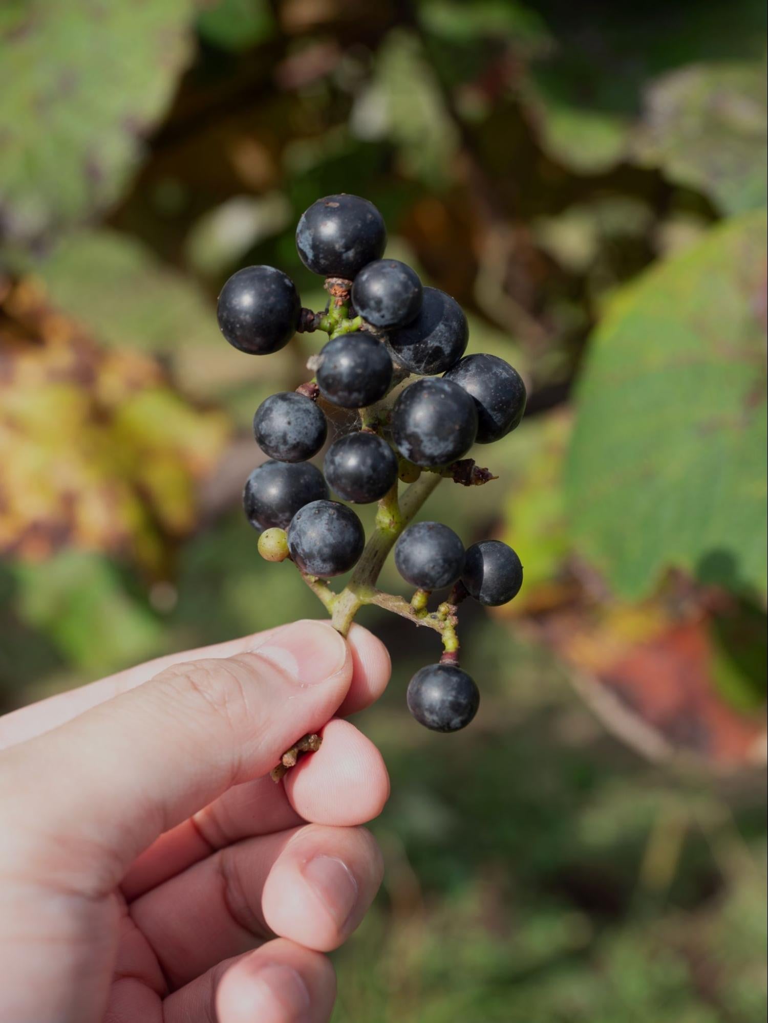 “Yama Budou” Wild Mountain Grape Juice Tasting Box