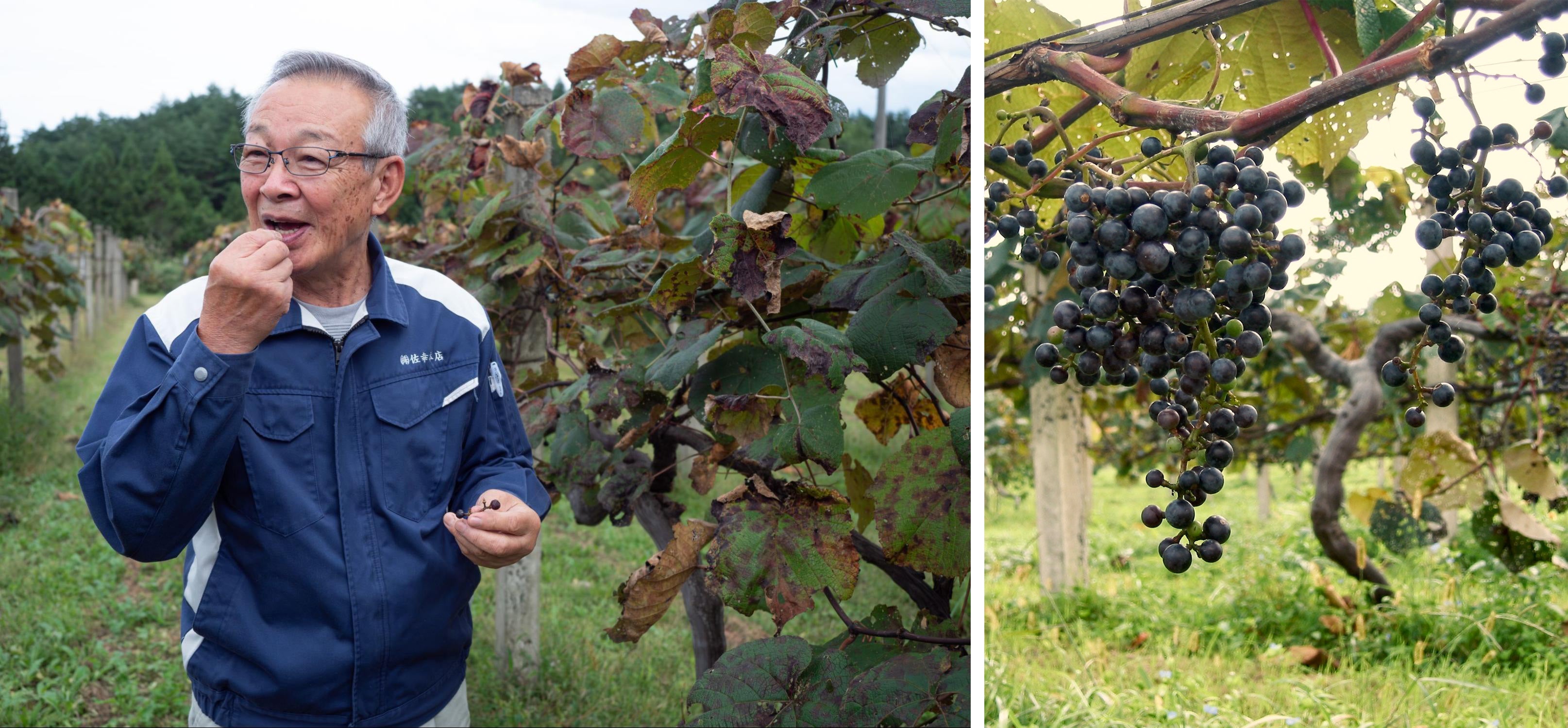 One farm’s mission to save Yama Budou