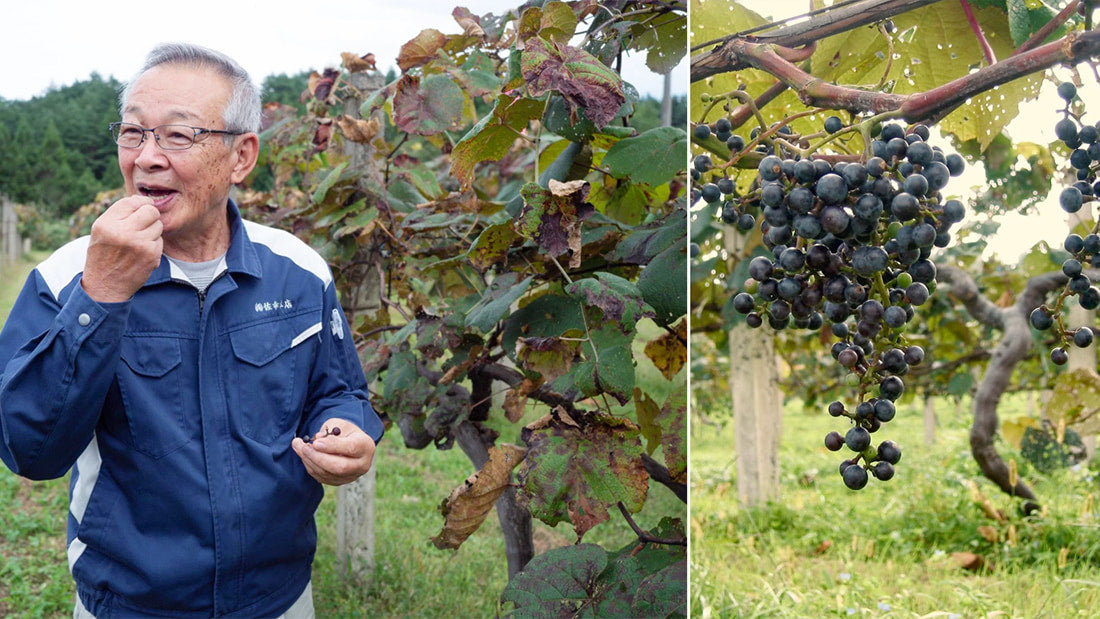 One farm’s mission to save Yama Budou