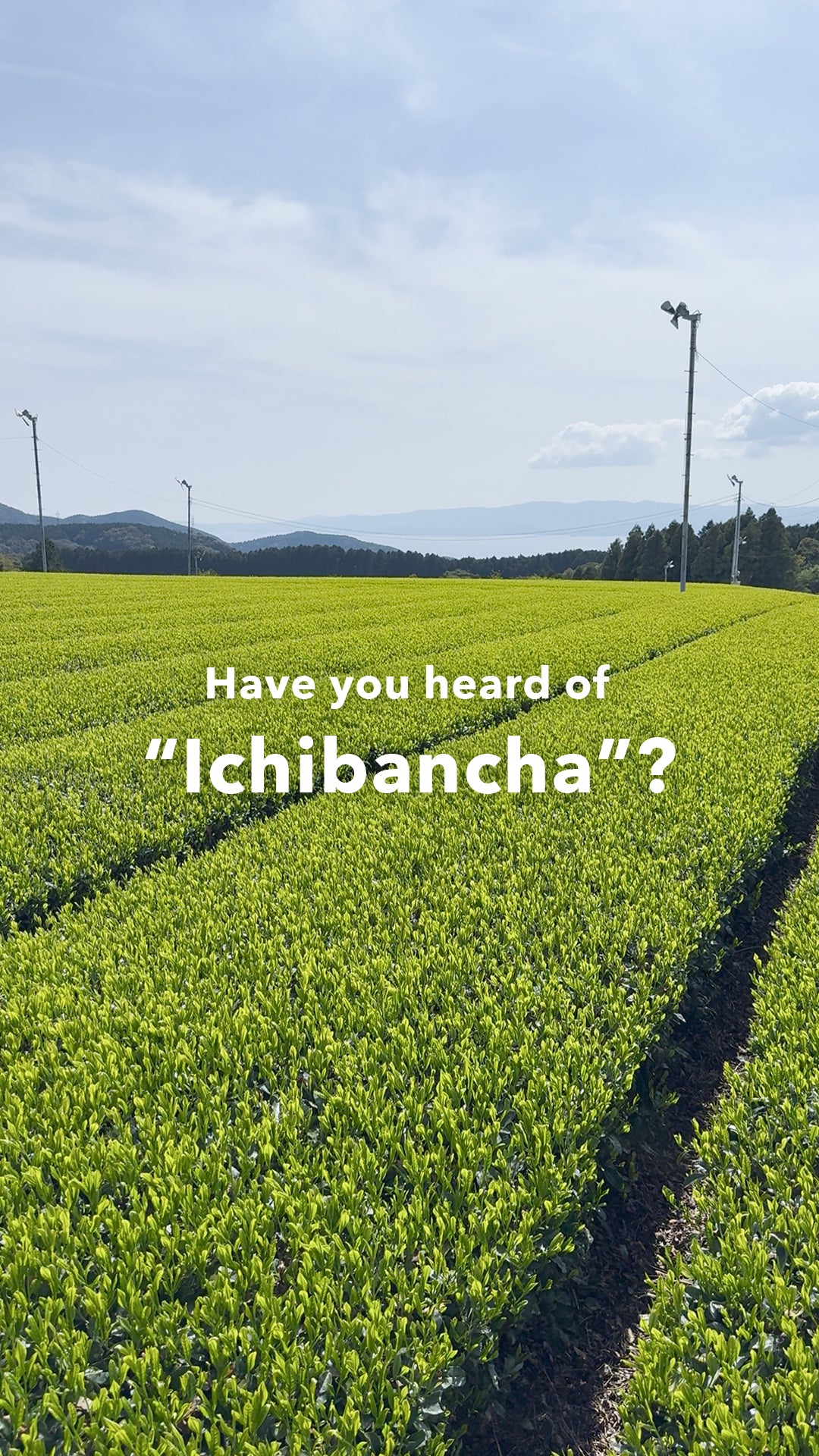 
                    
                      Load and play video in Gallery viewer, Japanese Tamaryokucha Green Tea Asagiri Ichibancha Educational
                    
                  